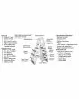 Confer 7000X A-Frame Ladder - 7000X 